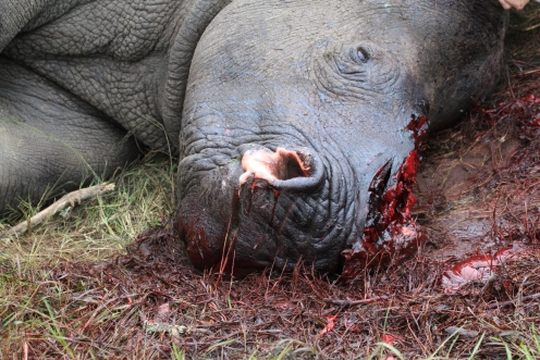 In March 2012, this rhino was attacked by a group of poachers during the night. They were armed with dart guns and machetes. She and two bull rhinos were found drugged and faces butchered in the morning.