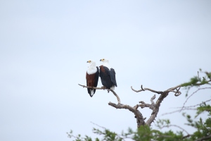 Beside the banks of the Oliphants River in Kruger National Park this pair of African Fish Eagles. They were perched in a tree beside the bridge so I had a fairly level view.