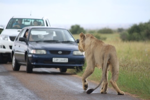 Lions are big. This young male is sitting on the road completely ignoring the cars and the humans who were going into a photographic frenzy. He's actually hunting with two others 