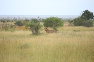 The lion was intent on hunting. I was observing from the road with about 10 other cars.