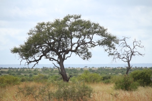 I saw three rhinos under this tree the day before. I sat for over an hour waiting for the right composition and snapped some steady clear shots but the files on the SD were corrupted - I couldn't believe my bad luck. But then realised how much good luck I was having. the Lembobo Mountains of Mozambique are in the background.