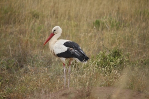 This White Stork kept me company while I observed the rhino