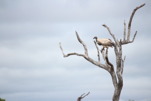 The textures in the plumage of this White Backed Vulture seem to blend perfectly with the textures in the branches of this dead tree.