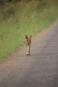 The black backed jackal walked for a kilomete along the road, sniffing and marking territory